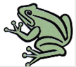 Une grenouille -  d'une grenouille verte 