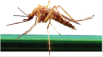 Un moustique  - Image d'un moustique 